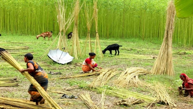 Jute farmers getting high prices this year